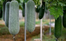 Bí xanh ngon, bổ dưỡng nhưng 4 nhóm người nên tránh