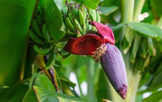 7 lý do nên ăn hoa chuối