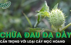 Cà độc dược chữa đau dạ dày, nhưng coi chừng ‘con dao hai lưỡi’