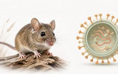 Nhiễm virus Hanta từ môi trường có nhiều chuột: cách phát hiện sớm để tránh biến chứng nguy hiểm