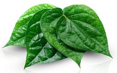 11 công dụng của lá trầu không với sức khỏe