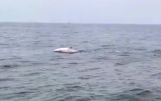 Đàn cá heo 'nhảy múa' ở vùng biển Đồ Sơn mang đến tín hiệu gì?