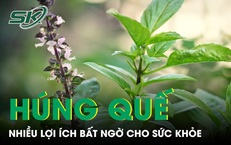 Ăn húng quế thường xuyên có thể mang lại nhiều lợi ích bất ngờ cho sức khỏe 