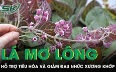 Loại lá mọc đầy vườn giúp hỗ trợ tiêu hóa và giảm đau nhức xương khớp 