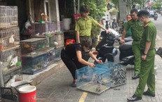Cảnh báo nạn săn bắt chim để nuôi làm cảnh có thể bị xử phạt nặng