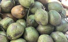 Uống nước dừa mỗi ngày cần biết điều này