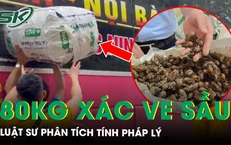 Tranh cãi vụ 80 kg xác ve sầu khô bị giữ ở Lạng Sơn: Luật sư phân tích tính pháp lý