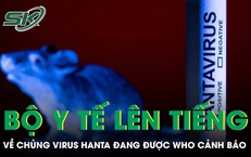 Bộ Y tế thông tin về chủng virus Hanta đang được WHO cảnh báo
