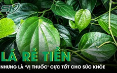 Loại lá rẻ tiền mọc khắp Việt Nam nhưng là 'vị thuốc' cực tốt cho sức khỏe
