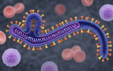 Ebola - tình trạng khẩn cấp mà WHO vừa công bố có lây qua quan hệ tình dục không?