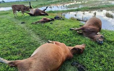 5 con bò bị sét đánh chết trên cánh đồng
