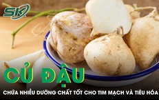 Củ đậu chứa nhiều dưỡng chất tốt cho tim mạch và tiêu hóa