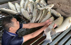 Vụ cá chết hàng loạt ở sông Lam: Mẫu nước đều nằm trong giới hạn cho phép