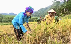 Video: Đồng bào Chứt vùng biên viễn thu hoạch những bông lúa vàng trĩu hạt