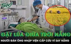 Gặt lúa giữa trời nắng gắt, người đàn ông nhập viện cấp cứu