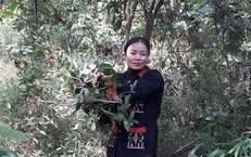 Lương y Lý Thị Mỹ Châu – Cố gắng gìn giữ bản sắc thuốc Nam của người Dao Ba Vì