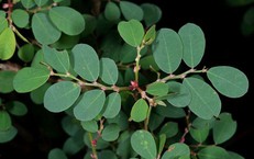 4 bài thuốc chữa bệnh từ lá cây phèn đen