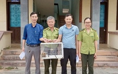 Phát hiện cá thể linh trưởng quý hiếm có 'vũ khí đặc biệt' trong cơ quan