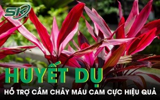 Huyết dụ - vị thuốc dân gian hỗ trợ chảy máu cam cực hiệu quả nếu dùng đúng cách