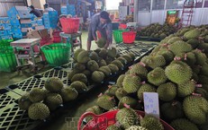 Giá sầu riêng giảm sâu, nông dân đối mặt thua lỗ
