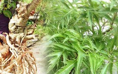 Những ai không nên uống nước đinh lăng