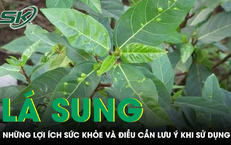 Lá sung có phải 'thần dược' như lời đồn?