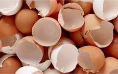 Vỏ trứng có tác dụng gì?