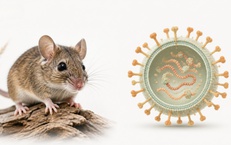 Phòng bệnh do virus Hanta, bác sĩ khuyến cáo gì?