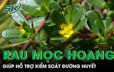 Loại rau mọc đầy bờ ruộng được ví như 'kho báu' giúp hỗ trợ kiểm soát đường huyết