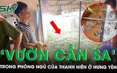 Phát hiện ‘vườn cần sa’ trong phòng ngủ ở Hưng Yên, thu giữ 35 chậu cây cùng dàn thiết bị hiện đại