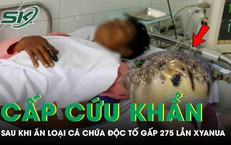 Người đàn ông 33 tuổi phải cấp cứu sau khi ăn loại cá chứa độc tố đáng sợ gấp 275 lần xyanua