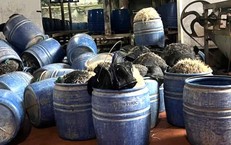 Dùng chất cấm để sản xuất giá đỗ, chủ cơ sở bị khởi tố