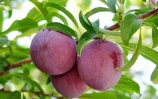 Một số bài thuốc từ cây mận