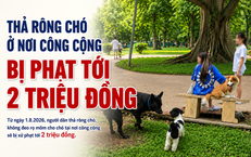 Thả rông chó ở nơi công cộng bị phạt tới 2 triệu đồng