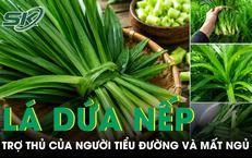 Loại lá rẻ tiền bán đầy chợ được ví như trợ thủ của người tiểu đường và mất ngủ 