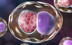 Những dấu hiệu cảnh báo nhiễm khuẩn Chlamydia gây nguy cơ vô sinh
