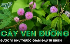 Loại cây ven đường được ví như thuốc giảm đau tự nhiên cho người đau nhức xương khớp