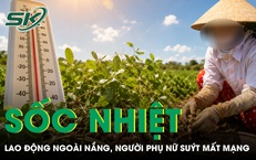 Nhổ lạc giữa trời nắng, người phụ nữ suýt mất mạng vì sốc nhiệt