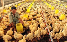Từ 5/8, người chăn nuôi cần tránh những hành vi này kẻo bị phạt nặng