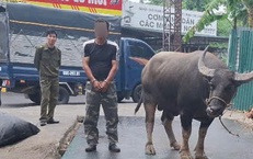 Bắt thanh niên dắt trộm 1 con trâu ba con nghé lên xe tải để trộm cắp