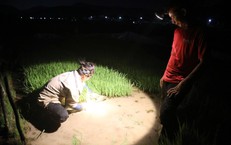 Tránh nắng nóng gay gắt, nông dân Nghệ An đội đèn đi cấy ban đêm