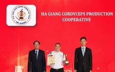 HTX Đông trùng hạ thảo Hà Giang: Nâng tầm dược liệu quý với giá thể sâu chít giàu dinh dưỡng