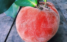 Ăn quả hồng nhung có tác dụng gì?