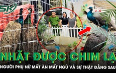 Nhặt được ‘cặp chim lạ’ bên đường, người phụ nữ mất ăn mất ngủ vì phát hiện nguồn gốc đặc biệt
