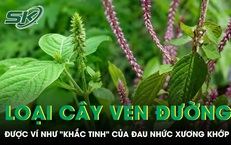 Loại cây mọc đầy ven đường được ví như 'khắc tinh' của đau nhức xương khớp 