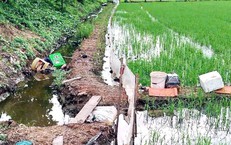 Dùng điện tự chế diệt chuột ruộng lúa, người chết, kẻ đi tù