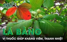 Lá bàng mọc đầy đường được ví như thuốc quý giúp kháng viêm, thanh nhiệt 