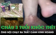 Nghe cháu trai 3 tuổi khóc thét, ông nội chạy ra phát hiện cảnh kinh hoàng bên vườn rau