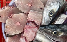 Bổ sung axit béo với loại cá có hàm lượng omega - 3 cao gấp đôi cá hồi
