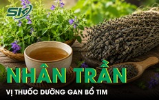 Nhân trần - Vị thuốc dưỡng gan bổ tim nhưng ít người biết 